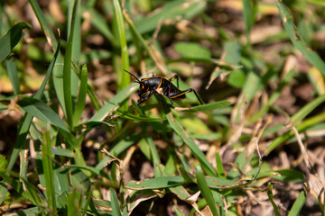 Southeastern Lubber Grasshopper