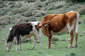 Naklejka na ściany i meble Mother Cow and Baby calf 