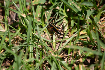 Southeastern Lubber Grasshopper