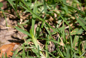 Southeastern Lubber Grasshopper