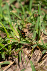 Southeastern Lubber Grasshopper