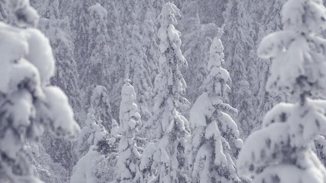 Heavy snowfall falls from top to bottom on fir. Through blizzard, can see outlines of coniferous forest. Tree covered with snow and frost. Winter calm landscape, atmosphere of approaching holiday.