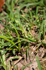 Southeastern Lubber Grasshopper