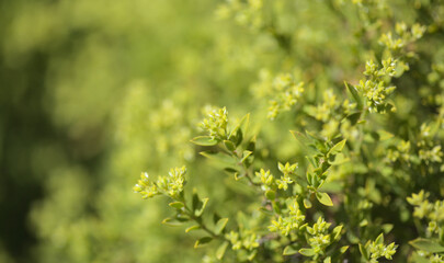Flora of Gran Canaria -  Paronychia canariensis, Canary chickweed natural macro floral background
