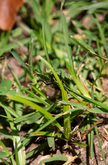 Southeastern Lubber Grasshopper