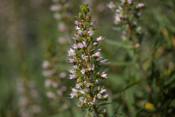 Flora of Gran Canaria -  flowers of Echium onosmifolium, black bugloss, endemic to the island, natural macro floral background
