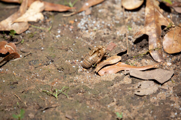 Empty Cicada Shell