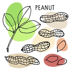 Peanut set. Hand drawn vector nut, nut kernels, peanut text. Sketch with colored spots. Organic, fresh cooking, healthy diet ingredient. Peanut set. For label template, packaging, farm market emblem