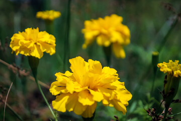 yellow flowers in spring