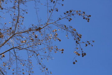 branches against blue sky