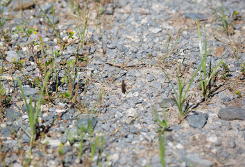 Cricket in a Driveway