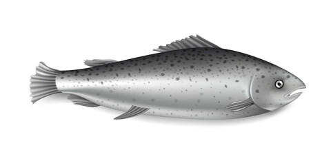 Salmon fish. Raw grey animal with eye, mouth, body, fins, tail vector illustration. Fresh seafood from sea, lake, river or ocean isolated on white background. Nature marine life