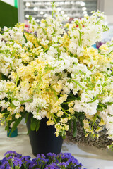 large bouquet of white matthiola in a pot is sold in a flower shop. White delicate flowers - floral background