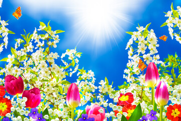 Fototapeta na wymiar Blossoming branch apple, tulips. Bright colorful spring flowers