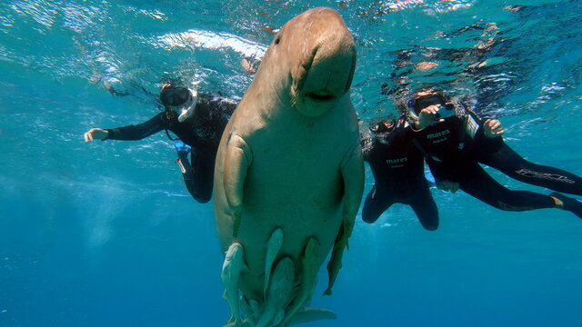 Dugongo. Sea Cow in Marsa Alam. Marsa Mubarak bay.