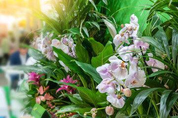 Pink phalaenopsis orchid flower with other plants on the light background of the great hall. The orchid is sold in a flower shop