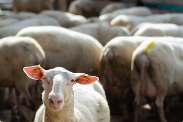 A flock of sheep on a farm, a single sheep looking into the camera.
