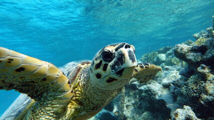 Sea turtles . Great Reef Turtle .Bissa.

