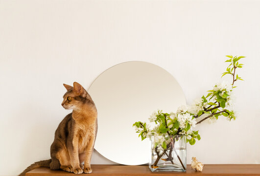 Cat white living room minimalist interior shelf mockup. Decoration living interior. Cozy interior round mirror flowers