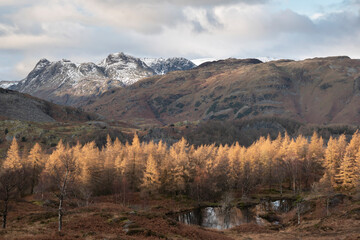 Fototapeta na wymiar Majestic Winter landscape image view from Holme Fell in Lake District towards snow capped mountain ranges in distance in glorious evening light with Autumnal colors trees