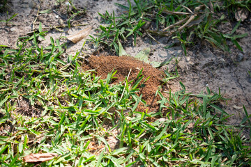 Red Anthill