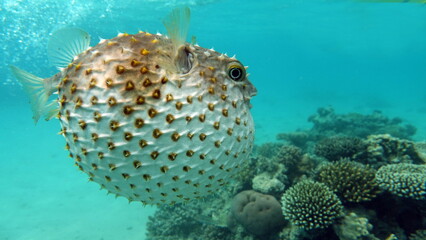 Fish hedgehog. Yellow-spotted cyclicht - grows up to 34 cm, feeds on crustaceans and molluscs. In...