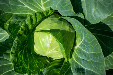Fototapeta premium large head of cabbage on a high bed in the garden. The perfect eco-crop on a farm bed