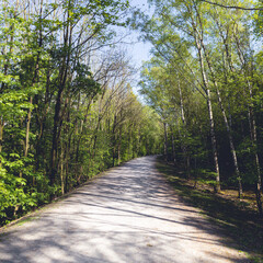 trees in spring at Halde Beckstraße