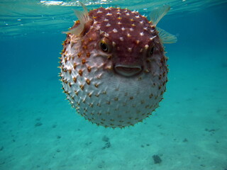 Fish hedgehog. Yellow-spotted cyclicht - grows up to 34 cm, feeds on crustaceans and molluscs. In...