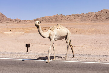 Wild camel on the road on the desert. South Sinai, Egypt.