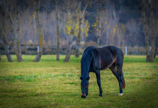 black horses posing and grazing by the meadows in spring.