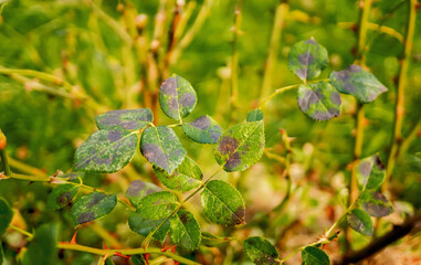 Fungal diseases of rose leaves - gray rot, rust, powdery mildew, spots. Diplocarpon rose spot