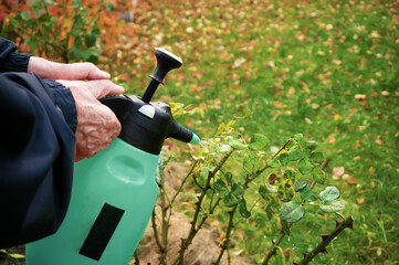 Treatment of affected rose plants with fungicides from a spray gun. Care of garden plants