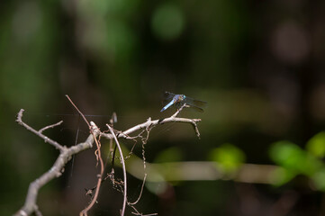 Blue Dasher