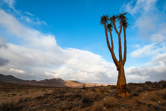 A rainbow appearing in the Richtersveld landscape between Helsberg pass and Kokerboomkloof with a Bastard Quiver tree (Aloe pillansii) in the foreground