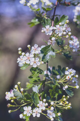 white spring blossoms on a branch at Halde Beckstraße