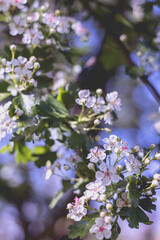 white spring blossoms on a branch at Halde Beckstraße