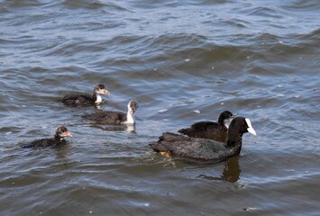 Eurasian coot, or common coot, or Australian coot (Lat. Fulica atra) family swimming. Parent and juvenile aquatic birds. Black red-eyed adult waterbird with brood of baby chicks