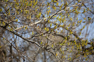 Pollen in the Spring