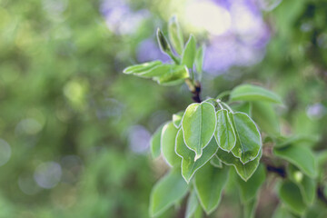 young green leaves on a tree at Halde Beckstraße
