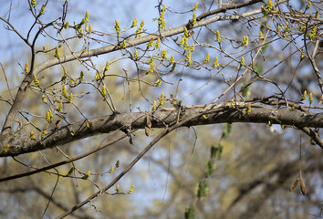 Male Yellow-Rumped Warbler