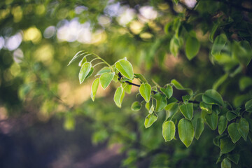 young green leaves on a tree at Halde Beckstraße