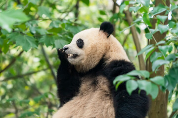 Obraz premium Giant panda over the tree.