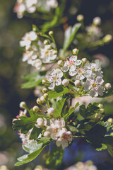 white spring blossoms on a branch at Halde Beckstraße