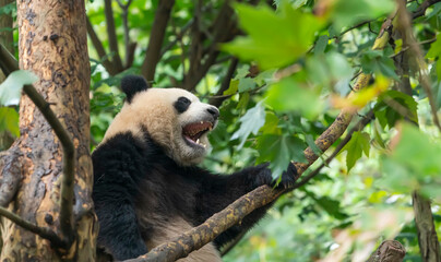 Giant panda over the tree.