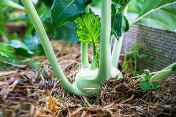 kohlrabi in the garden. Kohlrabi cabbage plant in an eco-friendly garden on the farm. Selective...
