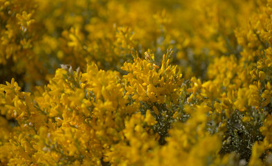 Flora of Gran Canaria -  bright yellow flowers of Teline microphylla, broom species endemic to the island, natural macro floral background
