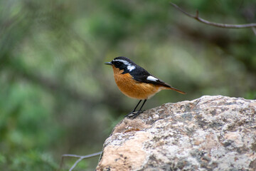 Close-up shot of Adult male Moussier's Redstart (Phoenicurus moussieri) in Belezma national park, Batna, Algeria