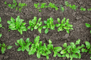 young seedlings of beets and carrots in the garden. Seedlings for eco-cooking. Young beet and carrot plants in the garden. Organic food, fresh spices. 