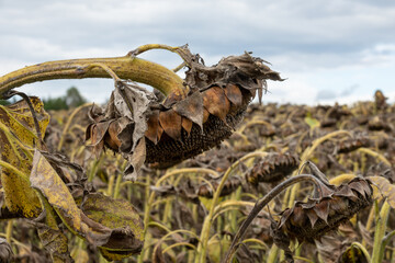 withered dying sunflowers in autumn with cloudy sky, everything has a beginning and an end, by day, without people